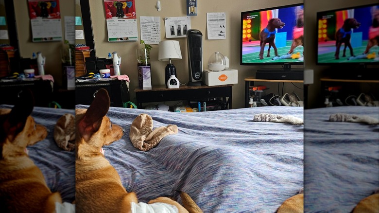 Dog on bed watching dogs on TV