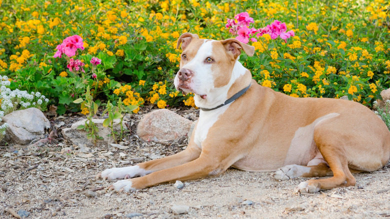 Red and white American Pit Bull Terrier lying outside in a field of flowers