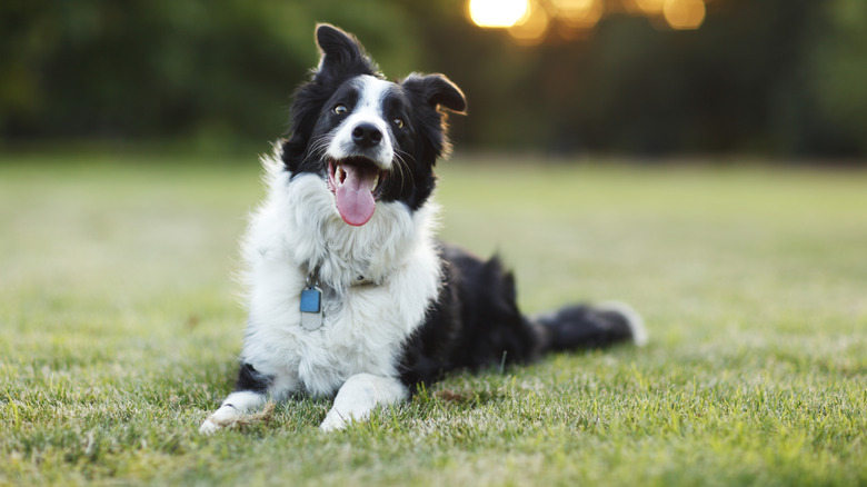 Border collie lying outside with tongue sticking out