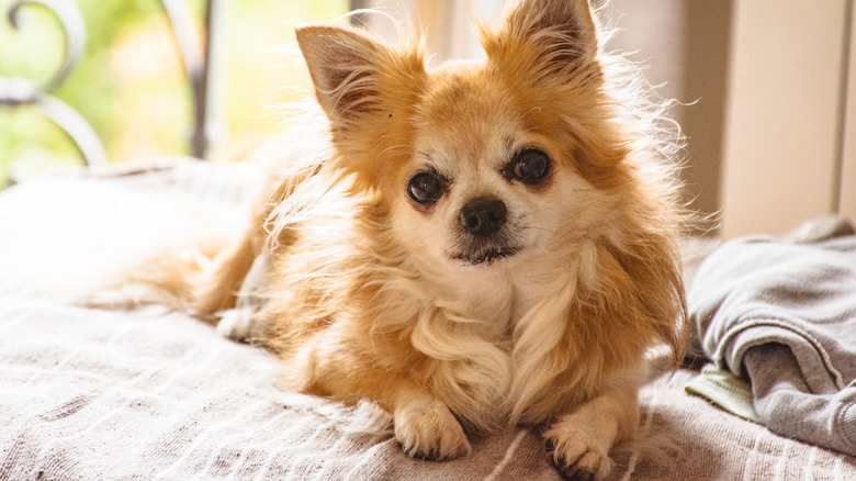 Long-haired Chihuahua lying on bed