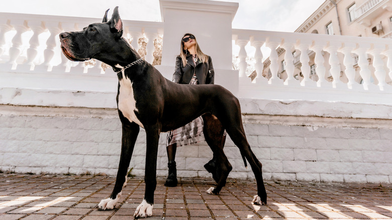 Great Dane in foreground, woman in background posing outdoors