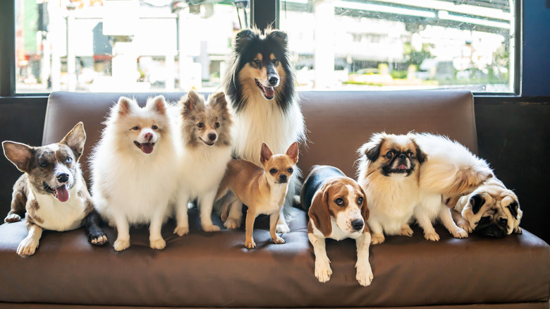 Nine dogs of various breeds on sofa