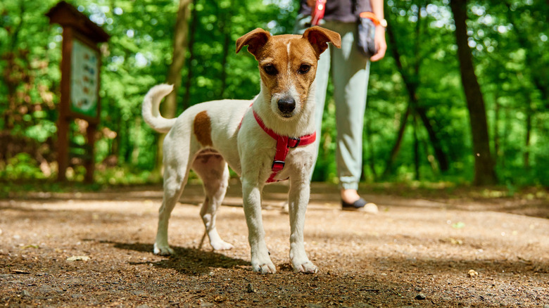 Jack Russell Terrier standing on a trail with a woman in the background