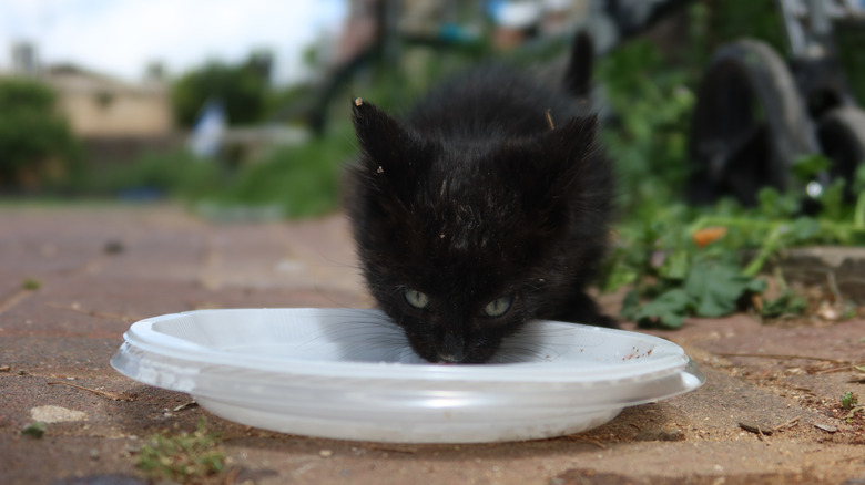 Black kitten drinking milk from a saucer