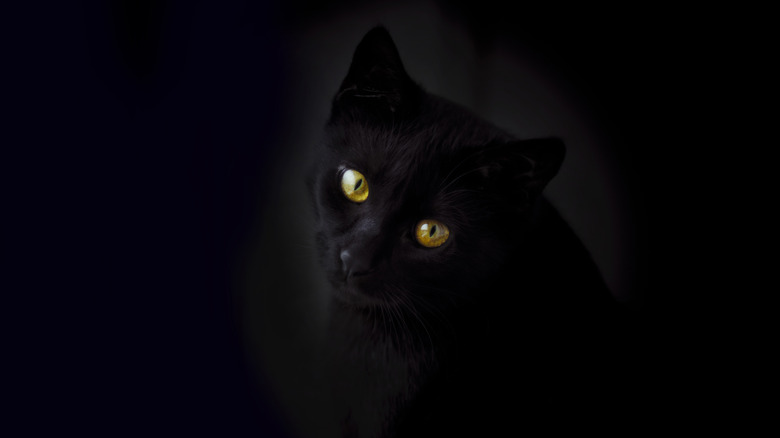 Black cat almost indistinguishable in black backdrop