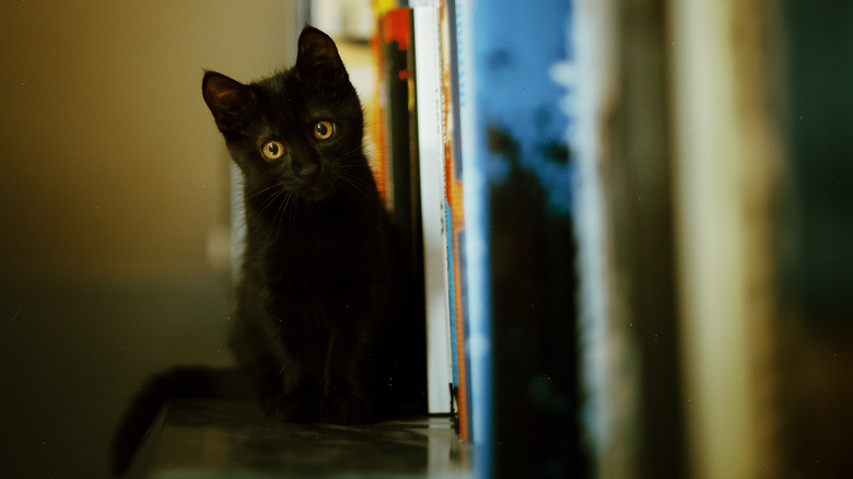 Black kitten among books