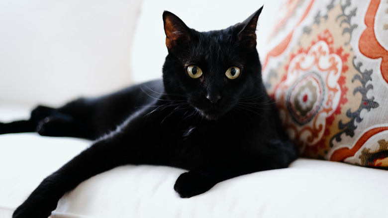 black cat laying on sofa