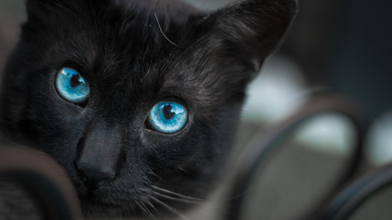 black cat with blue eyes