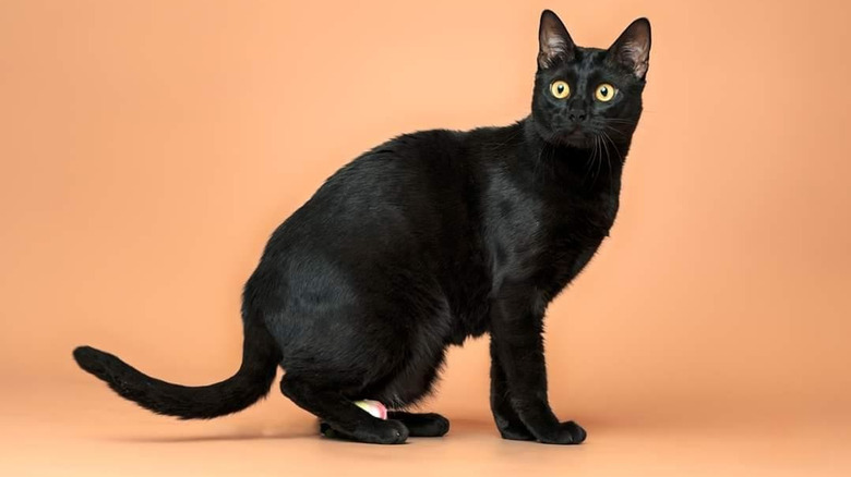 Bombay cat with toy