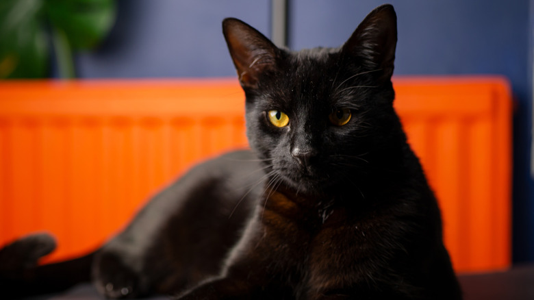 Bombay cat lounging