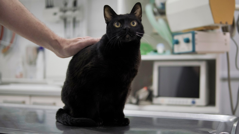 A black cat on an exam table at a vet clinic