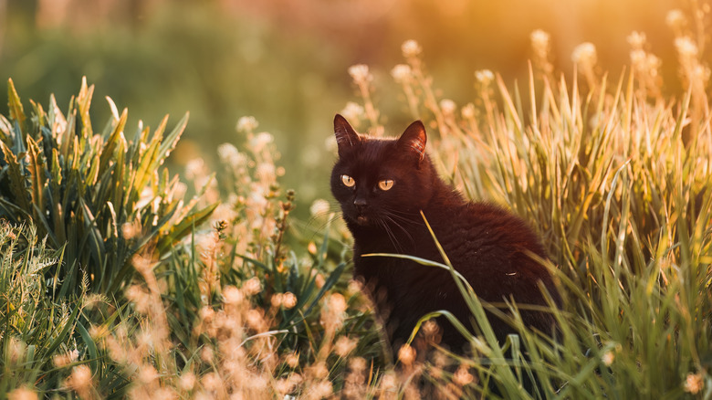 black cat in sunny field