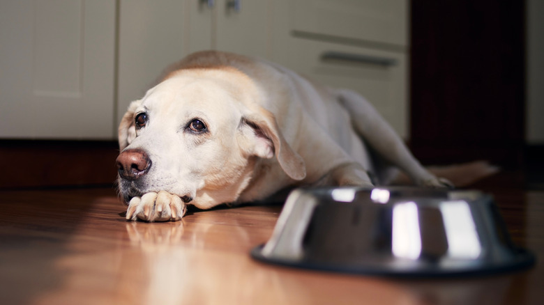 dog lying on floor next to food bowl