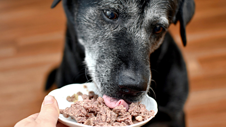 hand feeding senior dog wet food