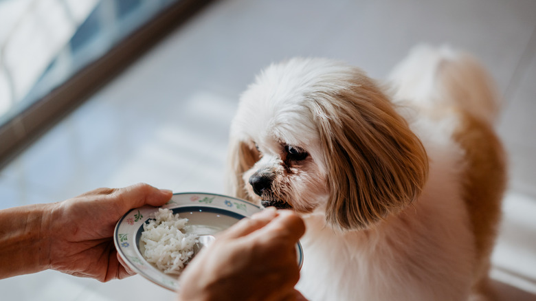 hands feeding dog white rice