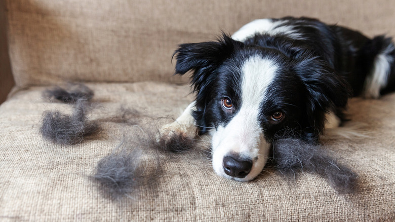 A Border Collie sits on a couch with a pile of pet hair