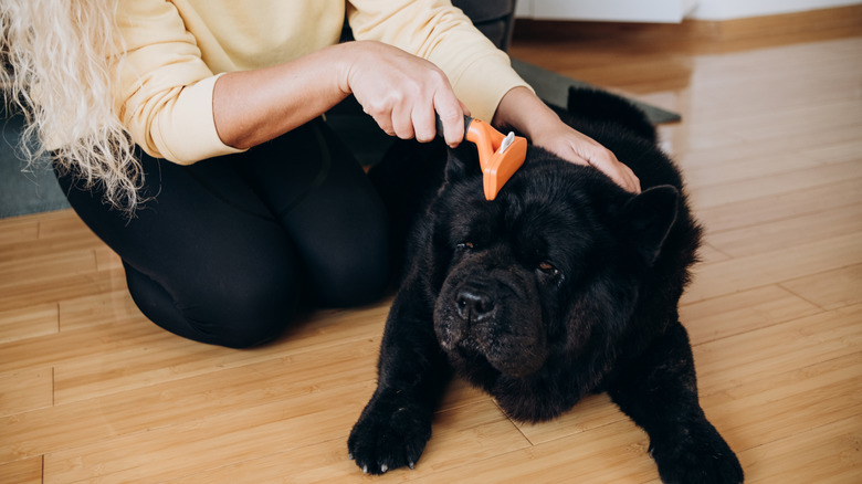 A woman brushes her dog with a shedding brush