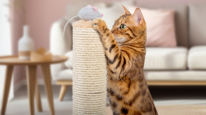 cat scratching a scratching post