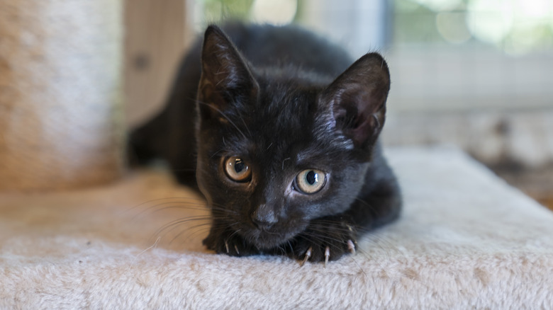 a kitten clawing the carpet