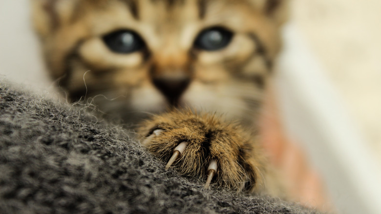 close-up of a cat's paw with claws out