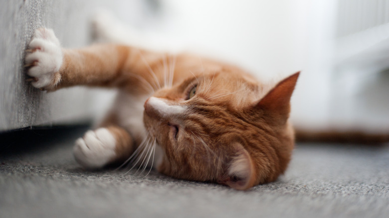 cat lying on its side, scratching a couch