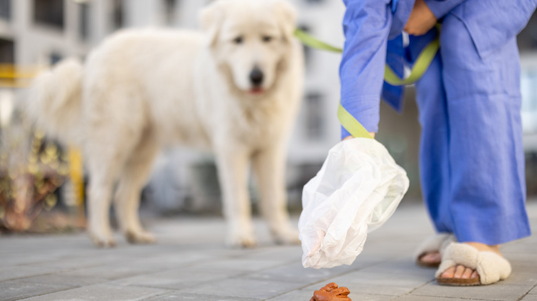 dog watches owner pick up poop