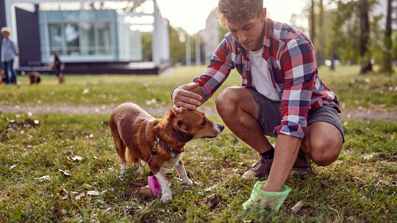 owner pets dog while picking up poop