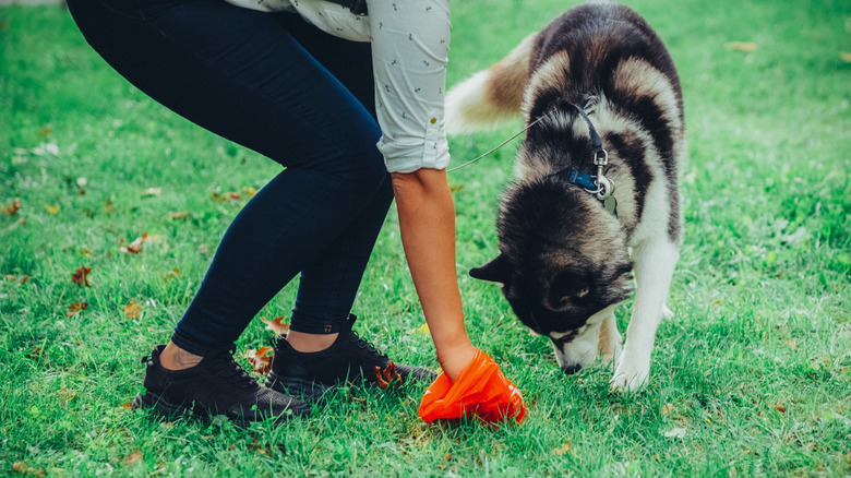 dog watches owner pick up poop