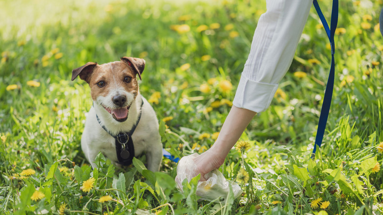 dog watches owner pick up poop