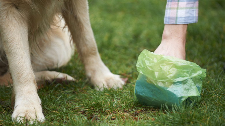 close up of dog's paws and hand picking up poop