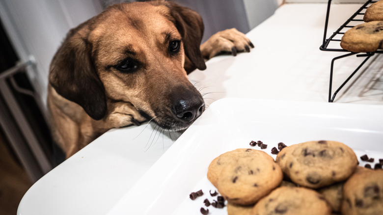 dog looking at chocolate chip cookies on kitchen counter