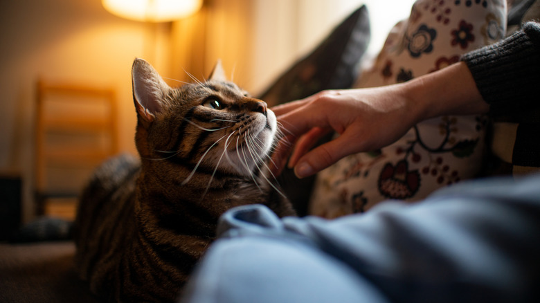 cat wants affection from their human