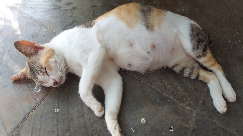 pregnant cat sleeping on floor