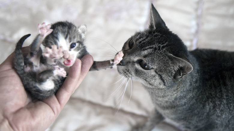 cat sniffing her kitten