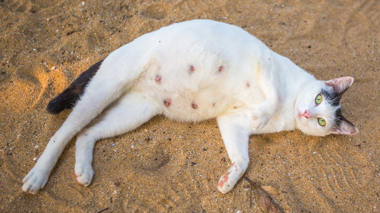 a pregnant cat lying in sand