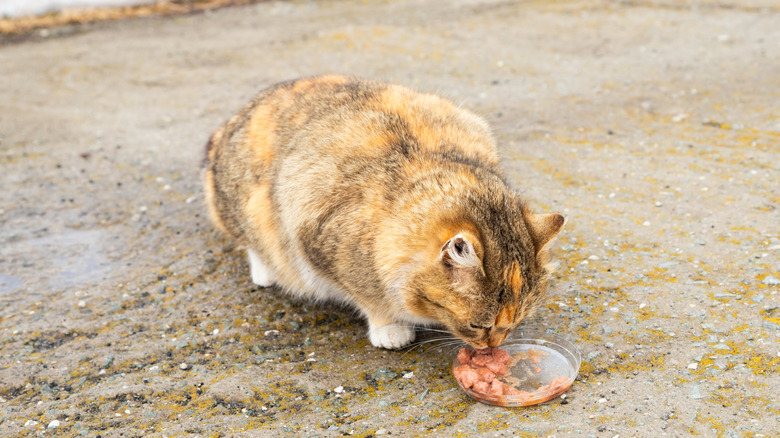 pregnant cat eating