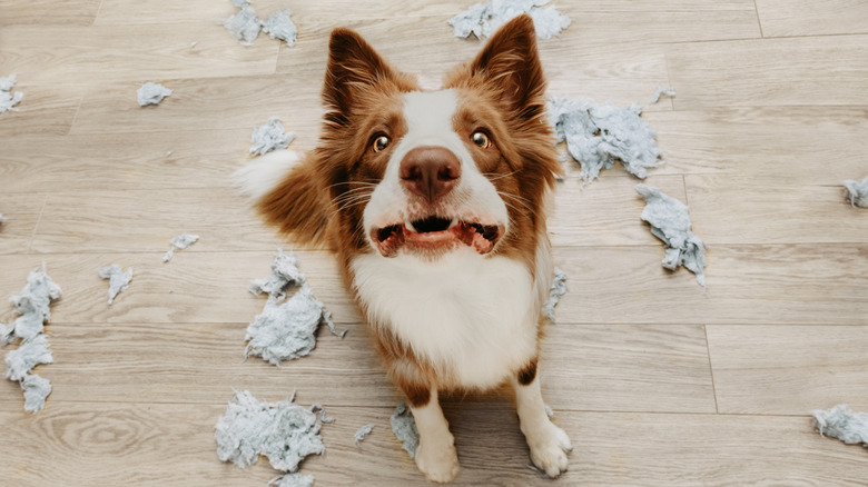 A border collie sits and looks up with wide eyes and shreds of a cushion on the floor around them