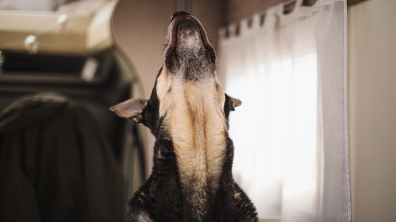 A dog howls with their head all the way up