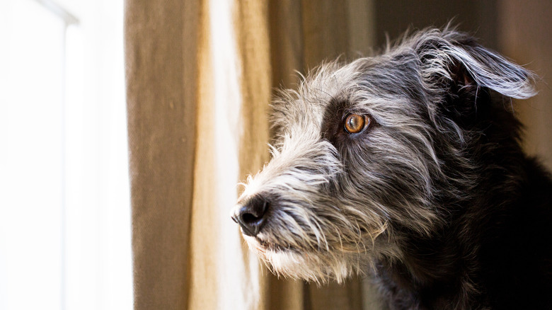 A shaggy gray terrier mix looks out a window.