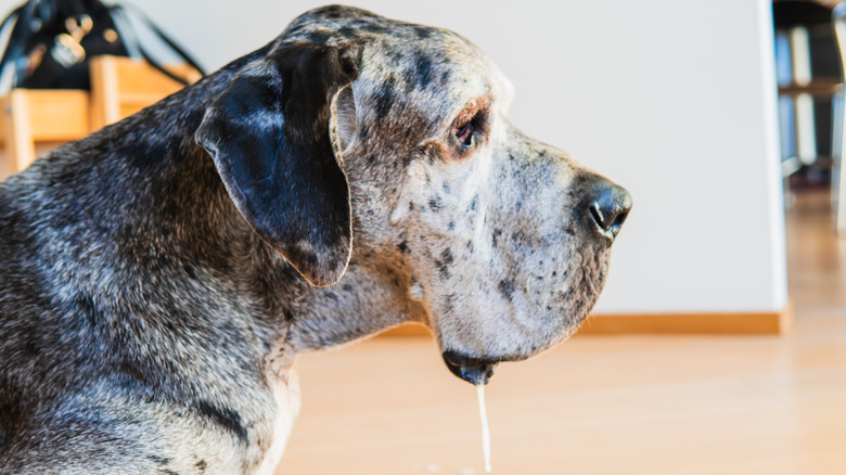 A Great Dane lies down with their head up and a string of drool hanging from their jowls