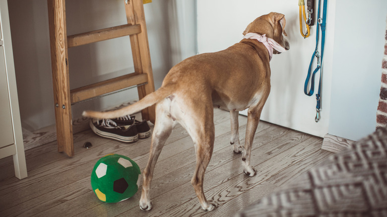 A dog stands right by the door with their head tilted to the side