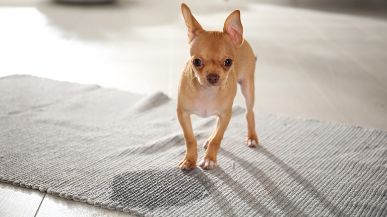 A tan chihuahua stands next to a wet spot on a small gray rug