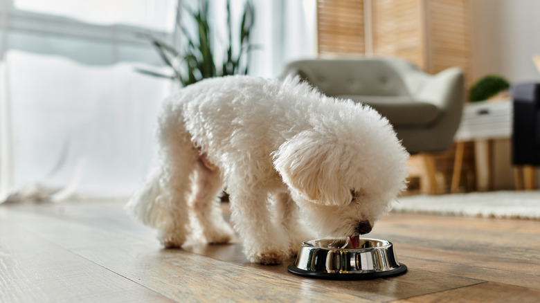 Bichon frise eats from dog bowl