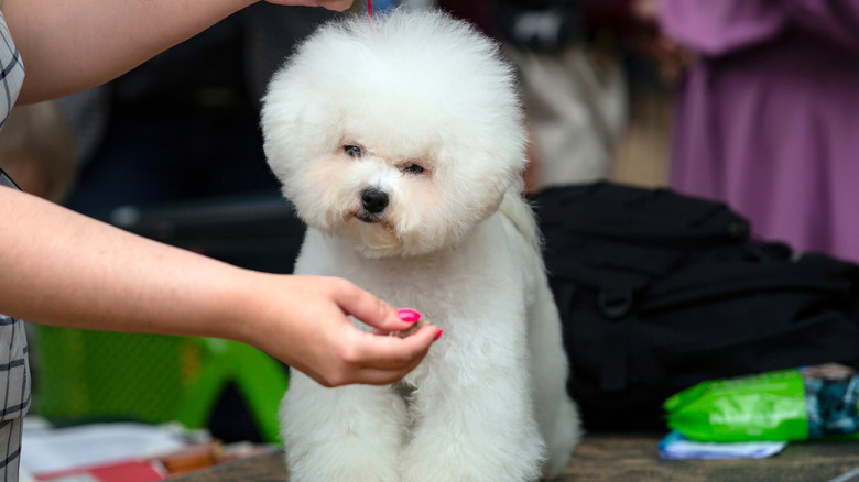 Bichon poodle in the grass