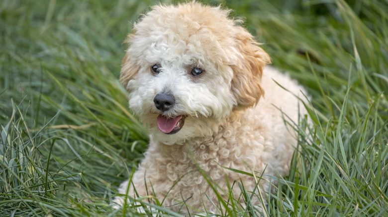 Canine Champions Compete In The Westminster Dog Show