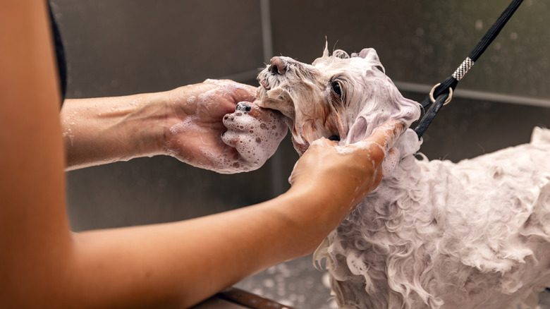 bichon receiving a bath