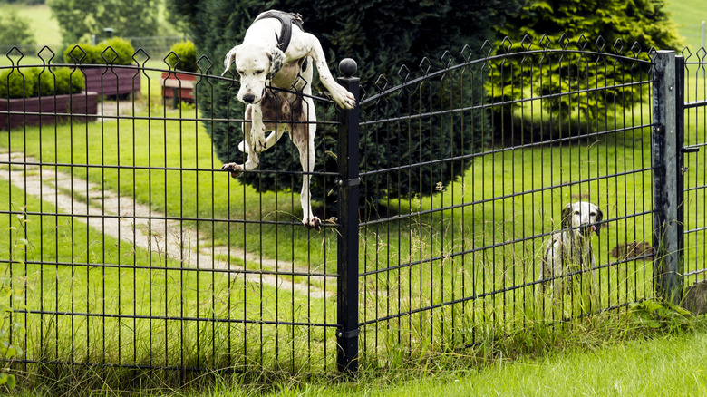 A white dog climbing over a black gate while another white dog watches