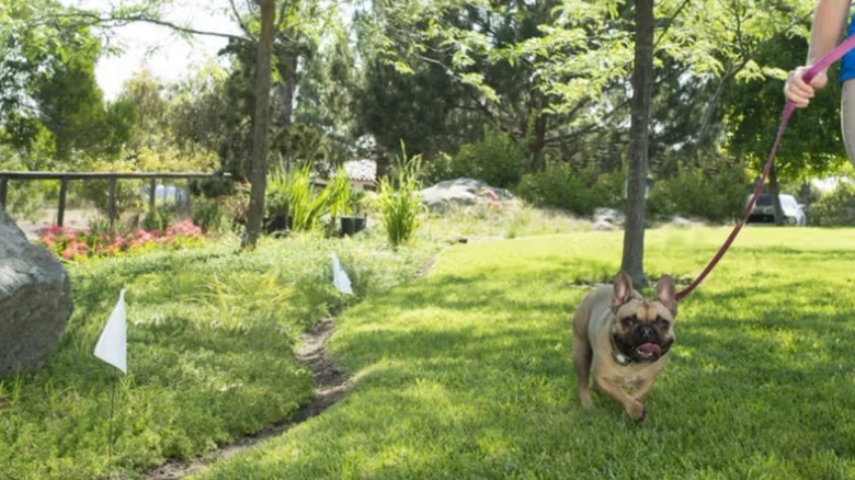 woman walking dog in yard near small boundary flags