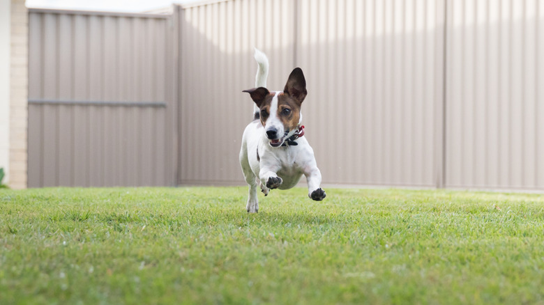 Jack Russell terrier running in fenced-in yard