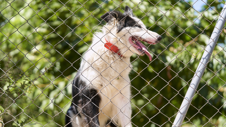 Curious dog looking through chain-link fence